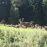 Lägenhetshotell Garni Monte Kartitsch
