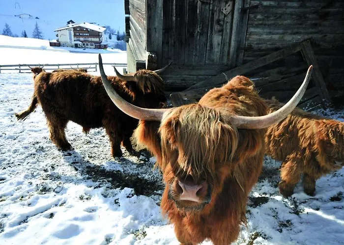 Garni Monte 3* كارتياسش