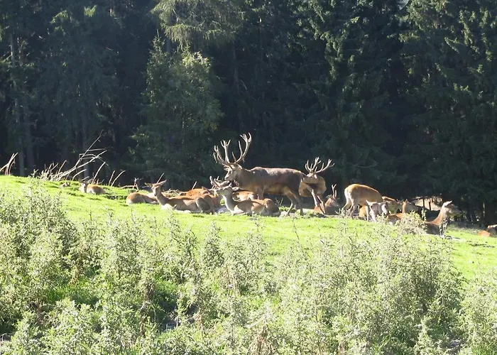شقة فندقية Garni Monte كارتياسش